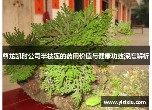 尊龙凯时公司半枝莲的药用价值与健康功效深度解析