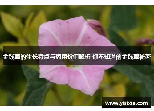 金钱草的生长特点与药用价值解析 你不知道的金钱草秘密
